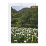 Lilies growing at Calla Lily Plantation, Taiwan Invitation