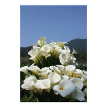 Lilies growing at Calla Lily Plantation, Taiwan photography