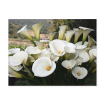 Lilies growing at Calla Lily Plantation, Taiwan postcards by photoslot Lilies growing at Calla Lily Plantation, Taiwan postcards