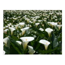 Lilies growing at Calla Lily Plantation, Taiwan Post Cards
