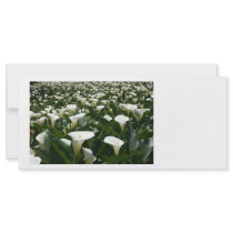 Lilies growing at Calla Lily Plantation, Taiwan Rack Card Design