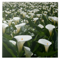 Lilies growing at Calla Lily Plantation, Taiwan tiles