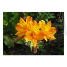 Lilies in a large garden of many flowers card
