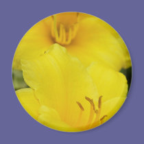 Lilies magnets