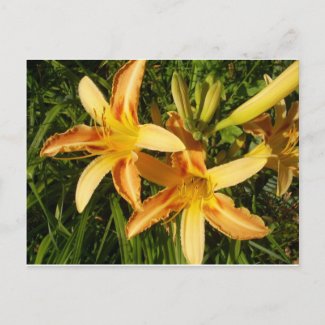 lilies postcard