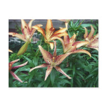 Lilies Postcard by greatphotos Lilies Postcard