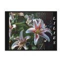LILIES postcards by KABSANNIE LILIES postcards