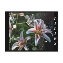 LILIES postcards by KABSANNIE LILIES postcards