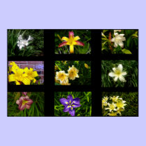 Lilies Poster posters