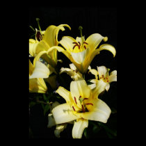 Lilies posters