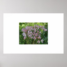 Lilies Print