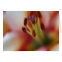 Lilies - "What Sunshine is to Flowers" cards