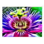 Lilikoi or Passion Flower Post Card