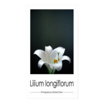 Lilium longiflorum (Easter Lily) posters