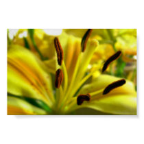 Lilium posters