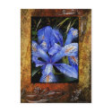 Lillie's-Framed postcards by William63 Lillie's-Framed postcards