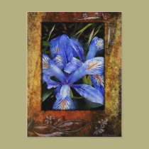 Lillie's-Framed postcards
