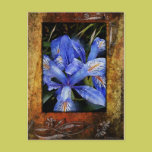 Lillie's-Framed postcards