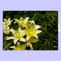 Lillies 1 cards