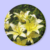 Lillies 1 magnets