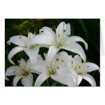 Lillies
