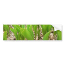 Lillies Green bumper stickers