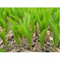 Lillies Green photo sculptures