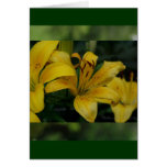 Lillies in Green