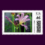 lillies