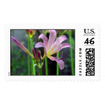 lillies