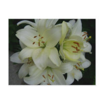 Lillies postcards by DesignsbyMel Lillies postcards