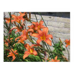 lillies