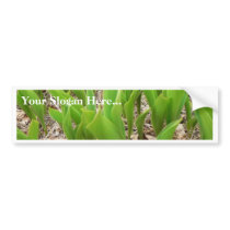 Lillies Valley bumper stickers