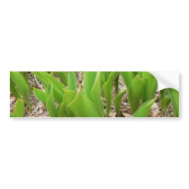 Lillies Valley Bumper Sticker