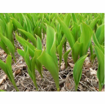 Lillies Valley photo sculptures