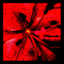 Lilly 016 (1 of 1), John Dierckx posters