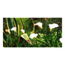 Lilly Flowers & Rock Mexico photo cards by Catwing Lilly Flowers & Rock Mexico photo cards