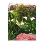 Lilly Flowers & Rock Mexico Post Card