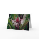 lilly, Hi There! cards