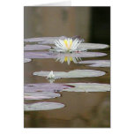 Lilly Lillies Ponds Lillypads