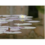 lilly, lillies, ponds, lillypads, pads, pond,