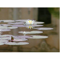Lilly Lillies Ponds Lillypads photo sculptures by lifesphere Lilly Lillies Ponds Lillypads photo sculptures