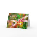 Lilly-MD cards