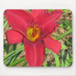 lilly