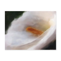 Lilly of the Nile Postcard
