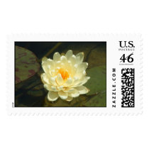 Lilly Pad Flower postage