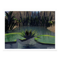 Lilly Pad Pond posters