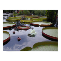 Lilly Pads posters by devindrown Lilly Pads posters