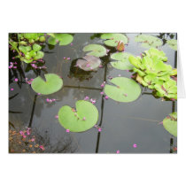 Lilly Pond cards