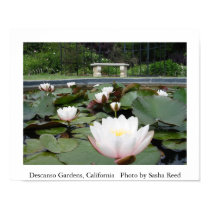 Lilly Pond posters